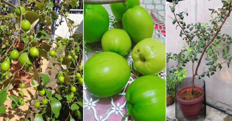 Tip Tanam Pokok Bidara Dalam Pasu Supaya Berbuah Lebat Sepanjang Masa