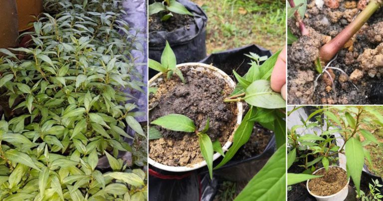 Teknik Mudah & Cepat Untuk Biakkan Pokok Kesum, Dari Sepokok Jadi Berpasu-Pasu