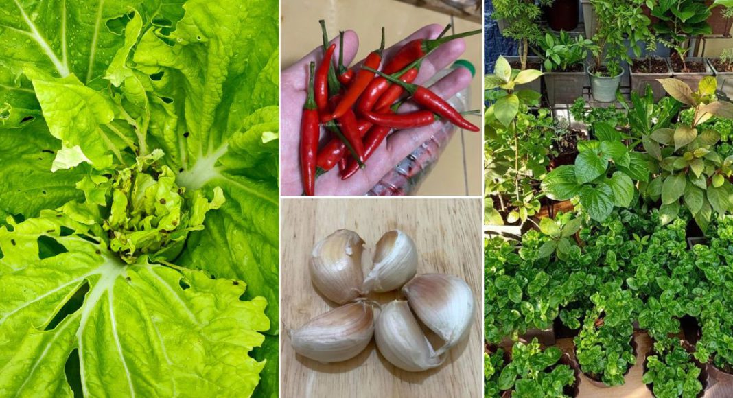 DIY Spray Racun Organik Untuk Hapus Serangga Makan Daun Pokok Sayur ...