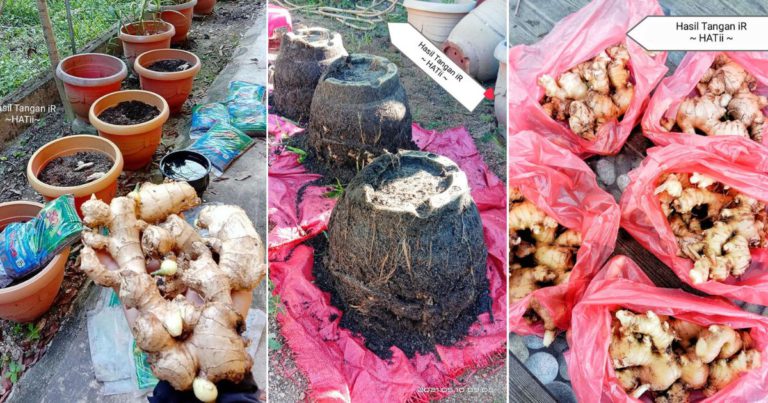 Cara Tanam Halia Dalam Pasu, Nak Hasil Besar Pilih Halia Begini Untuk Semai