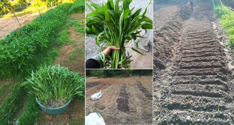 Panduan Tanam Kangkung Atas Batas, Kawasan Luas. 30 Hari Dah Boleh Tuai & Jual