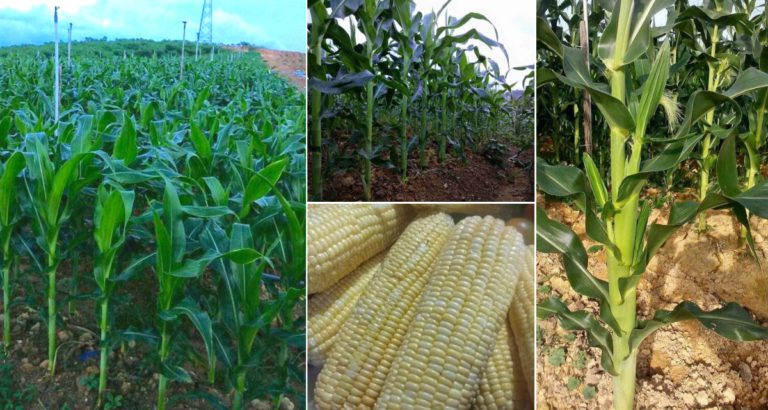 Kaedah Tanam Jagung Yang Betul Supaya Hasil Berkualiti, Saiz Pun Besar. Panduan Dari Pekebun Jagung