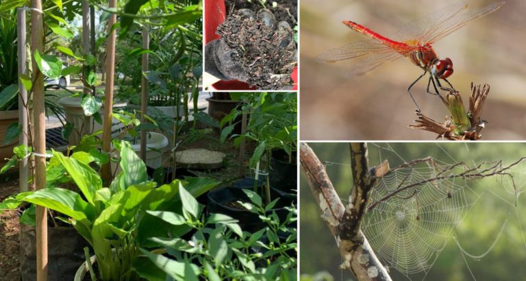 8 Jenis Serangga Ini Bukan Perosak Tanaman, Kalau Jumpa Di Kebun Jangan Musnahkan