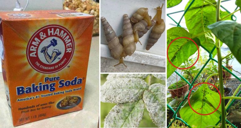 6 Cara Guna Baking Soda Untuk Hapuskan Serangan Perosak Tanaman. Elak Rumput Tumbuh Pun Boleh