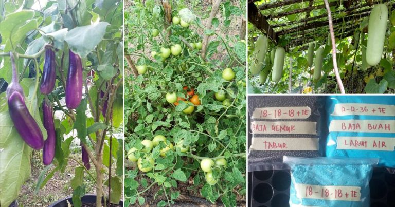 Tip Membaja Pokok Sayur Jenis Buah Supaya Hasilnya Lebat, Ini Baja Yang Kena Guna