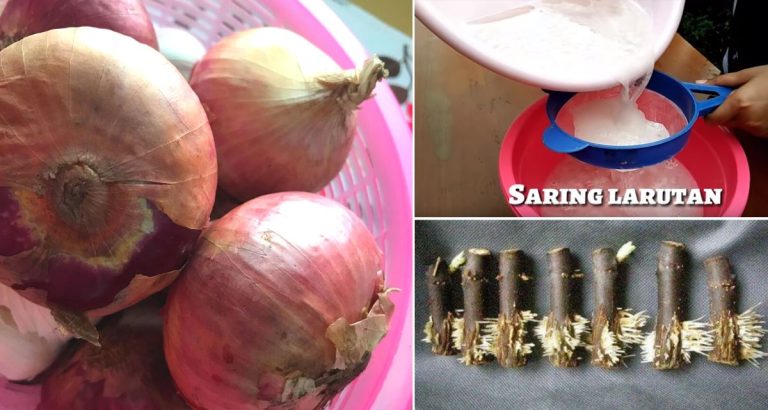 Buat Hormon Penggalak Akar Guna Bawang Merah. Akar Cepat Tumbuh Bila Tanam Pokok Guna Keratan