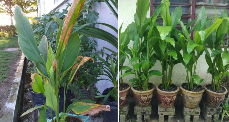 Daun Pokok Kunyit Kuning & Kering, Guna Tip Ini Untuk Rawat Supaya Kembali Hijau & Subur