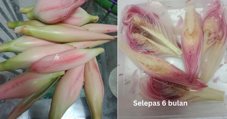 Cara Simpan Bunga Kantan Agar Tahan Lama, 6 Bulan Pun Elok Lagi. Tak Kecut, Tiada Birat Hitam
