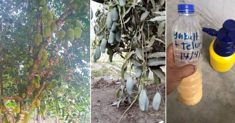 Pokok Buah Tak Lebat Siram Dengan Campuran Telur & Minuman Probiotik Memang Menjadi-Jadi Hasilnya