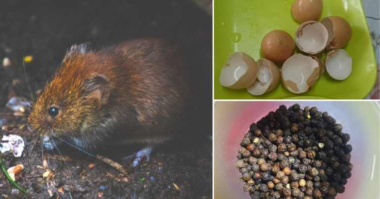 Petua Halau Tikus Guna Kulit Telur & Lada Hitam, Semut & Lipas Pun Hilang