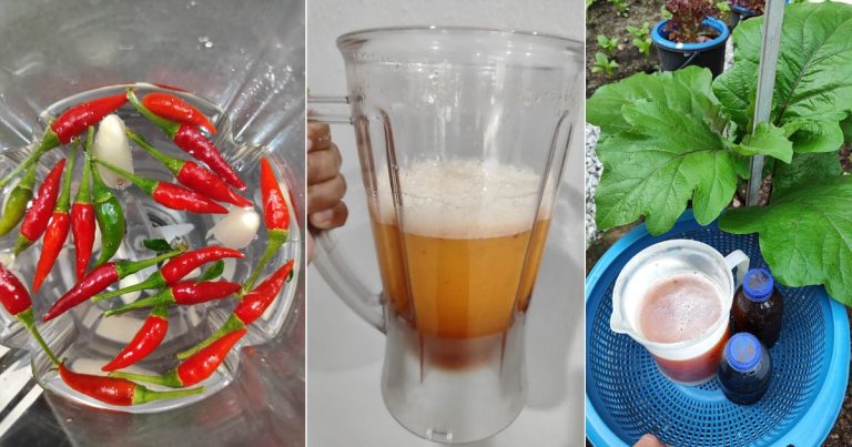 Formula Mudah & Cepat Hapus Serangan Perosak Tanaman, Buat Air Semburan Bawang Putih & Cili Api