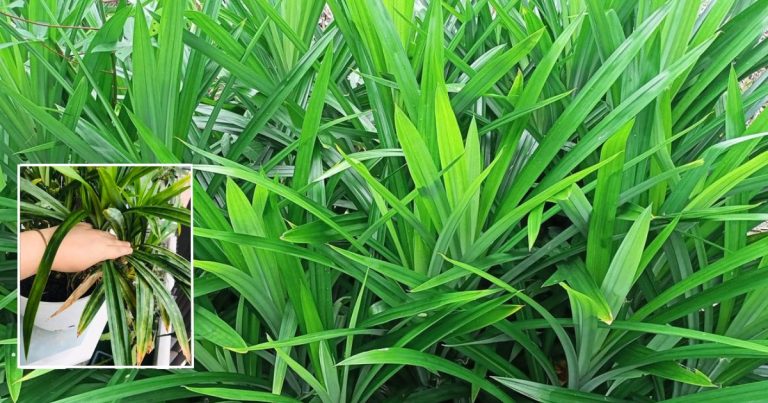 Tip Penjagaan Pokok Pandan Supaya Daunnya Tumbuh Subur, Segar & Lebar. Daun Kuning Jangan Biarkan