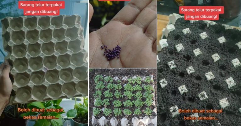 Cara Tanam Sayur Guna Sarang Telur, Dah Semai Biji Benih Simpan Tempat Gelap
