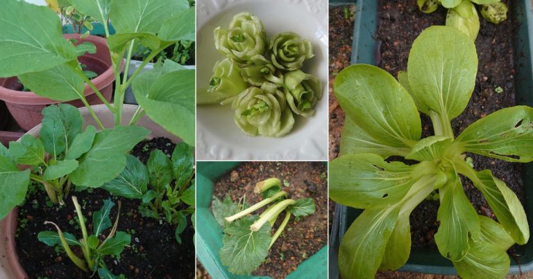 Tanam Sayur Sawi & Pak Choy Tanpa Biji Benih. Ini Caranya