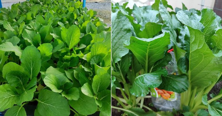 Rahsia Tanam Sawi Daunnya Cantik, Tak Dimakan Serangga. Tak Guna Racun Kimia Pun