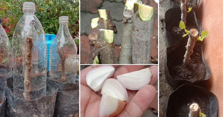 Tip Biakkan Pokok Guna Keratan Batang Supaya Akar Mudah Bercambah, Tunas Cepat Naik