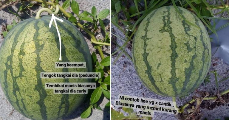 4 Tip Pilih Buah Tembikai Yang Manis, Tengok Jalur Saja Pun Boleh Tahu