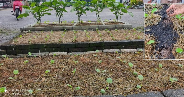 Jika Tanam Sayur Dalam Raised Bed, Ini Cara Membaja Selepas Tuai Hasil