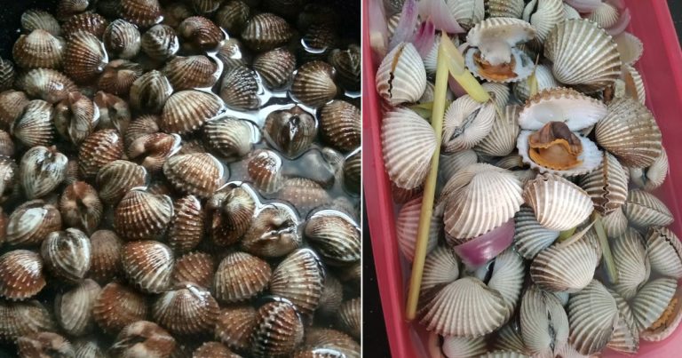 10 Petua Bersih Kulit Kerang Sampai Putih, Isi Pun Jadi Lebih Sedap