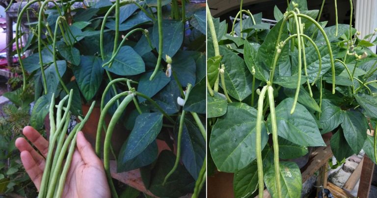 Tanam Kacang Renek Lagi Mudah, Dalam Pasu Saja Pun Tetap Lebat