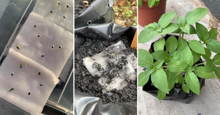 Tip Tanam Pokok Selasih Atau Basil Dari Biji Benih, Cuma 3 Langkah Saja Kena Buat