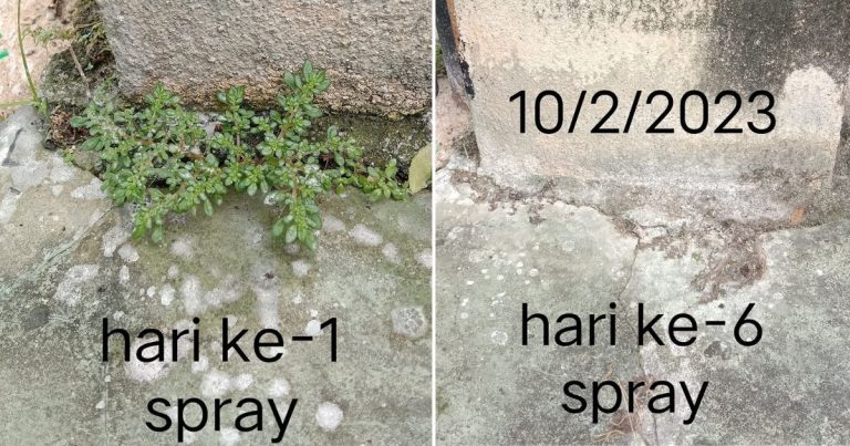 DIY Racun Hapus Rumput Liar Degil Sekitar Rumah. Guna 5 Bahan Murah Saja, 6 Hari Semua Lenyap