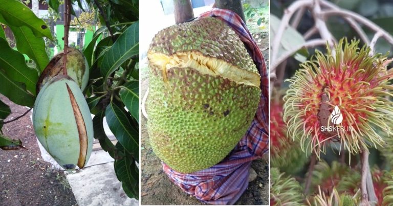 Pokok Berbuah Lebat Tapi Buah Banyak Pecah & Retak, Ini Punca & Cara Mengatasinya