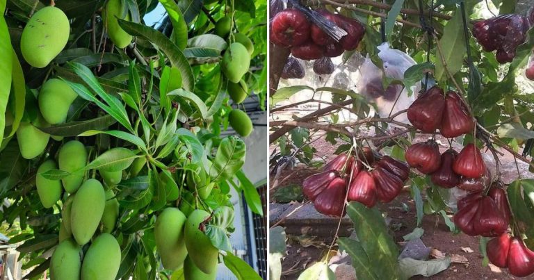 Nak Pokok Buah Hasil Lebat, Tak Buruk, Kenalah Buat 2 Air Semburan Ini