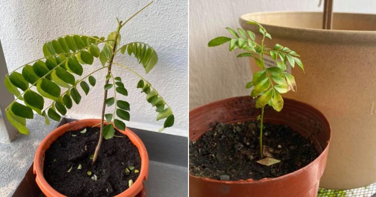Tip Rawat Pokok Kari Yang Tak Membesar & Tak Banyak Daun