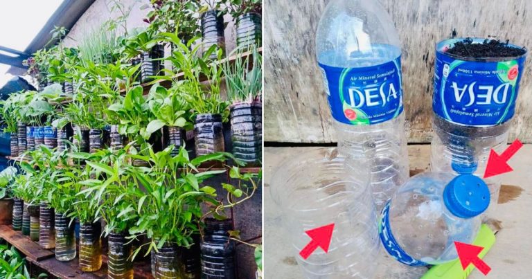 Guna Botol Plastik, Kaedah Paling Senang Tanam Sayur. Tak Perlu Siram Hari-Hari, Tuai Pun Mudah