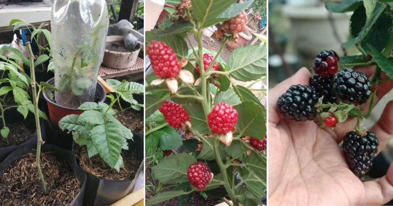 Nak Tanam Blackberry Dalam Pasu, Kena Pilih Jenis Ini Supaya Tahan Lasak & Mudah Berbuah