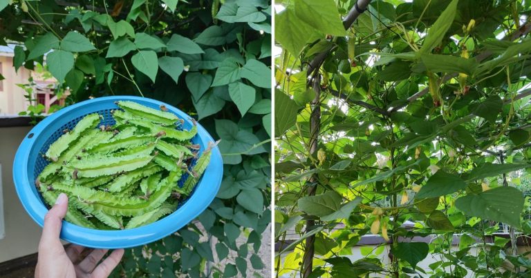 Tip Tanam Kacang Botor Supaya Cepat Berbuah, Kena Tanam Jenis Yang Berbunga Warna Ini