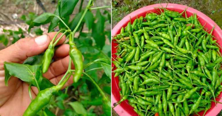 Nak Petik Cili Pun Ada Tekniknya Barulah Cepat Berbuah Semula, Lambat Busuk