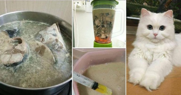 Kos Tak Sampai RM20, Buat Sendiri Wet Food Kucing Memang Lagi Jimat. Nak Bulu Cantik Letak Bahan Ini