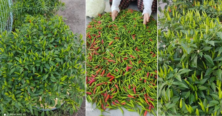 Kalau Suka Makan Pedas, Tanam Sendiri Cili Bara. Ini Tip Cili Lebat & Elok Hasilnya