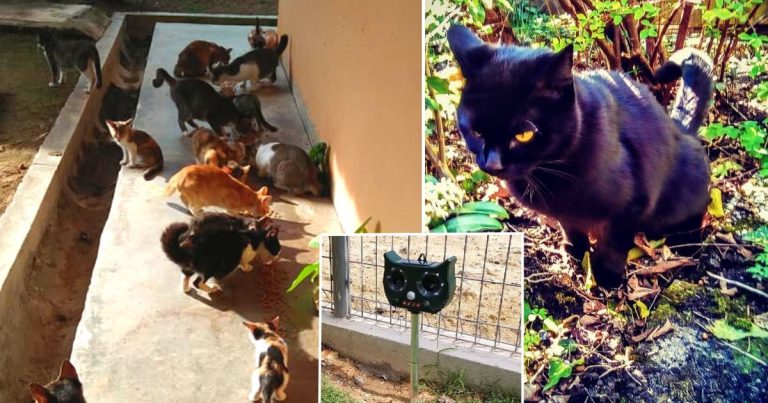 Elak Kucing Jadikan Kawasan Rumah Kita Sebagai ‘Tandas’, Tak Perlu Sembur Apa-Apa Pun