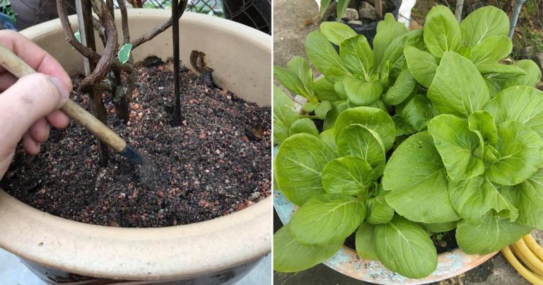 Cara Baja Pokok Dalam Pasu, Kena Tahu Sukatan & Langkah Yang Betul