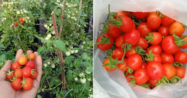 Langkah Tanam Pokok Tomato Ceri, Nak Hasil Yang Elok Manis, Tahan Penyakit Pilih Biji Benih Jenis Ini