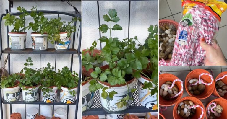 Kaedah Tanam Sayur Guna Tali Mop, Lebih Subur & Penjagaan Pun Senang. Ini Caranya