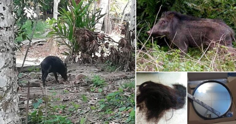 10 Cara Elak Serangan Khinzir Dari Rosakkan Tanaman. Salah Satu Guna Rambut, Ramai Kata Berkesan