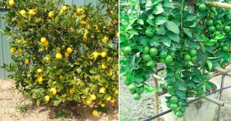 Buat Pokok Stres! Tip Paksa Pokok Lemon & Limau Berbuah. Guna 2 Teknik Ini