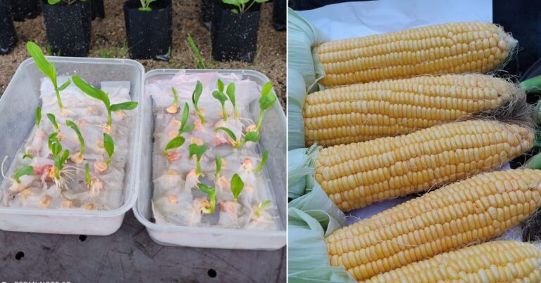 Cara Mudah & Cepat Cambah Benih Jagung, Letak Dalam Bekas Begini. Lebih Selamat Juga