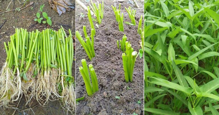 Beli Kangkung Pilih Yang Berakar, Boleh Kerat Dan Tanam Semula. Lagi Cepat Besar & Tuai Hasil
