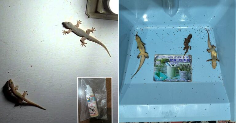 Kalau Ada Banyak Cicak Di Rumah Guna Ubat Calit Ini, Esok Confirm Berterabur Bangkai