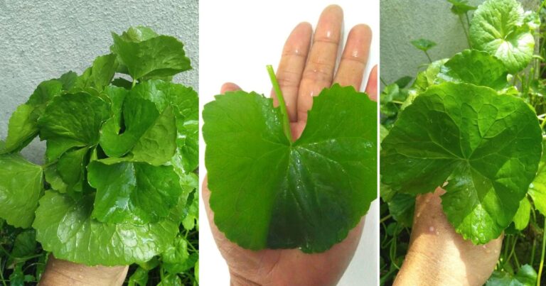 Rahsia Tanam Pokok Pegaga Supaya Daun Subur & Lebar Macam Sayur Sawi