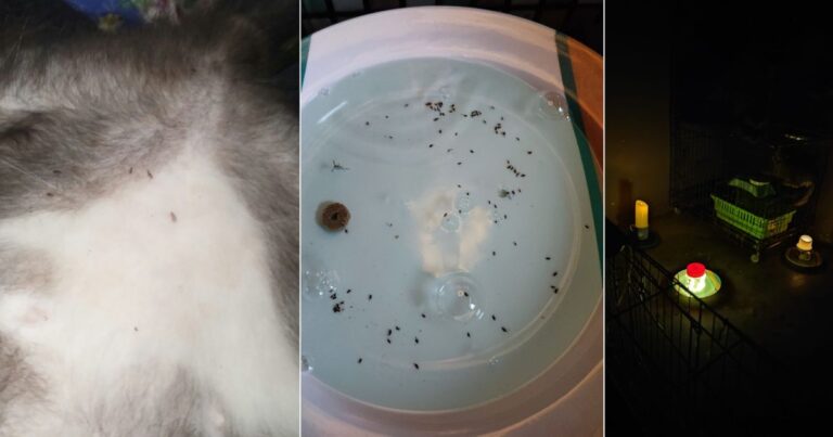 Cara Hapuskan Kutu Kucing Guna Kaedah Water Trap Supaya Tuan ‘Bulus’ Tak Kena Gigit