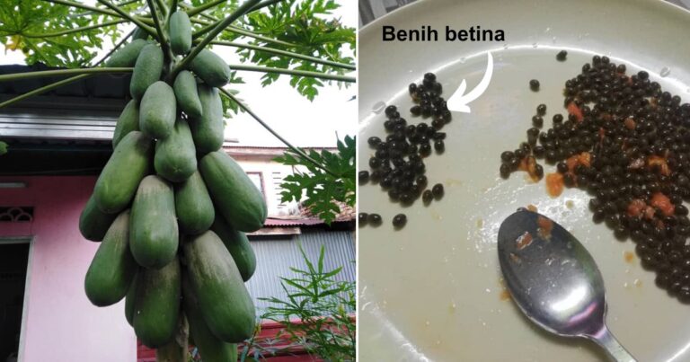 Tip Pilih Biji Betik Untuk Tanam, Kena Ambil Yang Betina Barulah Pokok Betik Berbuah