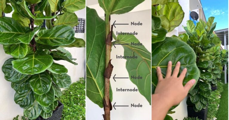 Teknik Rimbunkan Pokok Fiddle Fig, Kena Potong Batang Bahagian Ini