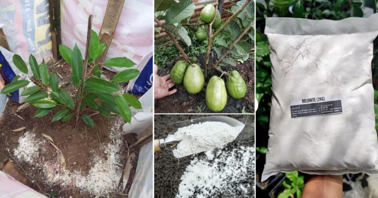 Cara Betul Guna Dolomite & Sukatannya Supaya Tanah & Tanaman Subur