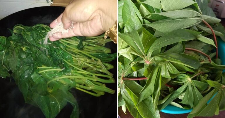 Bila Rebus Pucuk Ubi Masuk Sekali Bahan Ini Untuk Elak Badan ‘Berangin’ Lepas Makan